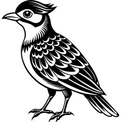    Bird vector illustration.
