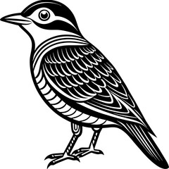    Bird vector illustration.
