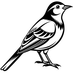    Bird vector illustration.
