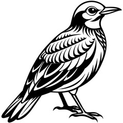    Bird vector illustration.
