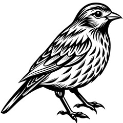    Bird vector illustration.
