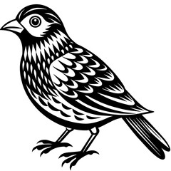   Bird vector illustration.
