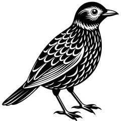   Bird vector illustration.
