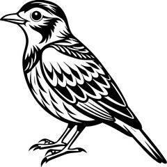    Bird vector illustration.

