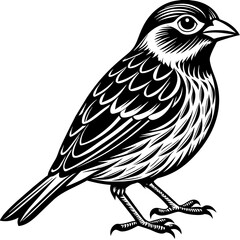    Bird vector illustration.
