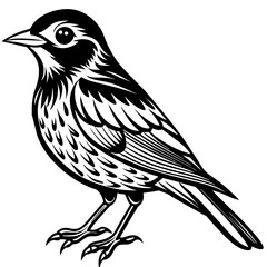    Bird vector illustration.

