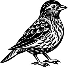    Bird vector illustration.
