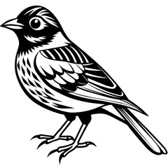    Bird vector illustration.
