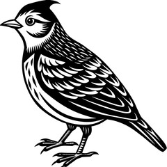    Bird vector illustration.
