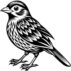    Bird vector illustration.

