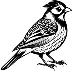    Bird vector illustration.
