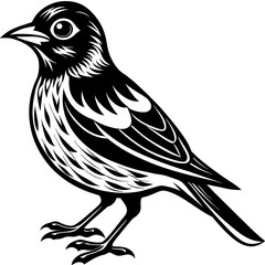    Bird vector illustration.
