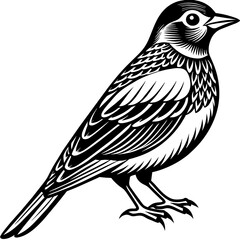    Bird vector illustration.
