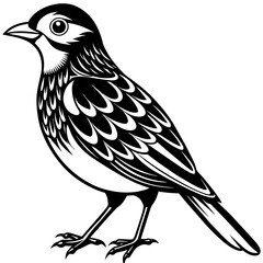   Bird vector illustration.
