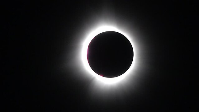 A bird passes in front of a total solar eclipse with pink prominences and a bright solar corona.