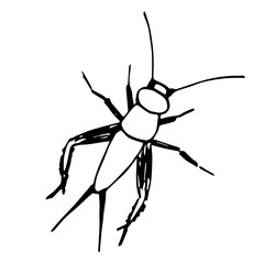 Simple hand drawn black outline vector illustration. Domestic cricket, insect. Sketch in ink.
