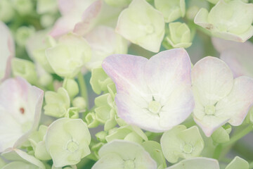 三室戸寺の紫陽花_