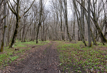 Fototapeta premium a clearing in a forest area on the edge of the forest, morning and the awakening of the first spring plants and flowers