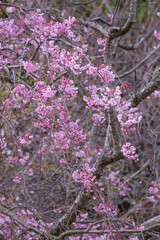咲き始めの枝垂桜の花 シダレザクラ