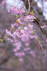 咲き始めの枝垂桜の花 シダレザクラ