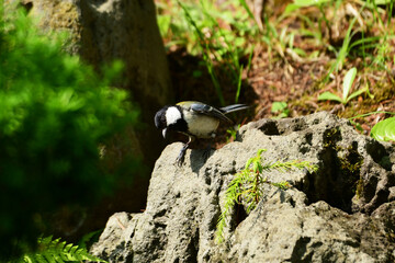 岩の上から下を覗き込むシジュウカラ