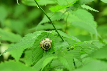 サッポロマイマイ