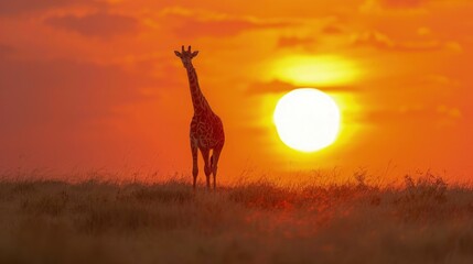 Masai Giraffe Grazing on Savanna Plains, Its Elegant Silhouette Towering Against the Golden Horizon.