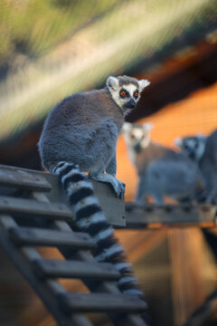 The ring-tailed lemur (Lemur catta) in Zoo