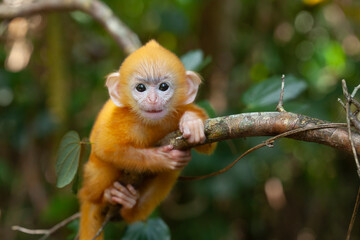 Baby "Lutung"  Exotic Primate from the Borneo Island