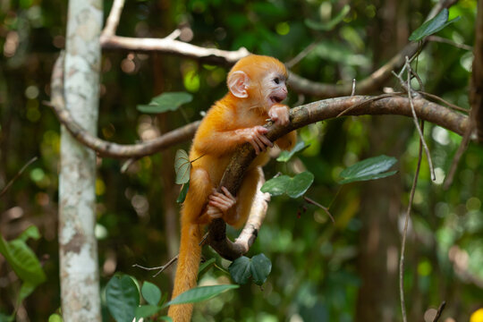 Baby "Lutung"  Exotic Primate from the Borneo Island