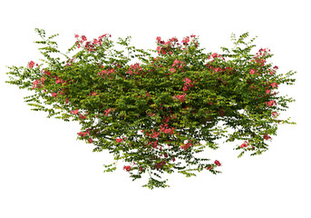3D Render Ivy With Red Flowers On Transparent Background