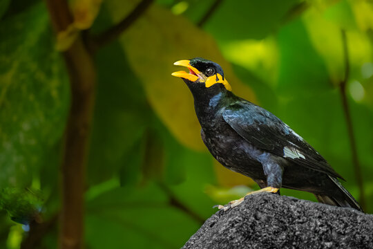 Close up of Common Hill Myna Gracula religiosa intermedia, isolated on nature background.