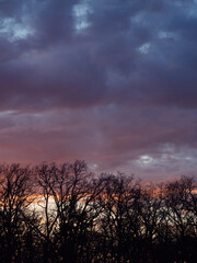 Vertical panorama of a forest and colorful skies during the sunset.