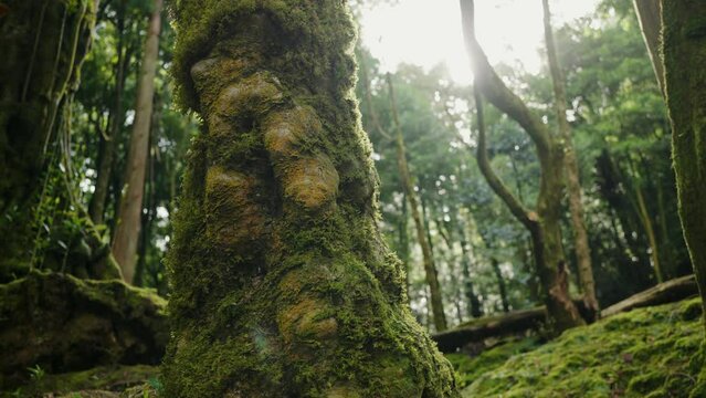 Closeup on moss-grown tree in tropical forest at sunny day. Wonderful nature landscape of forest with green trees and sunlight at summer day