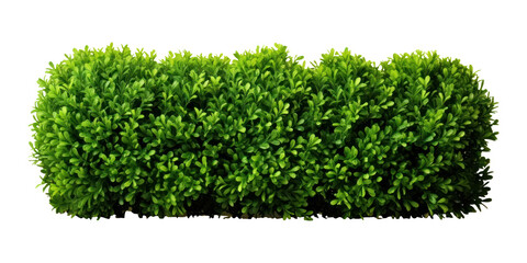 PNG  Boxwood shrubs plant hedge day - obrazy, fototapety, plakaty