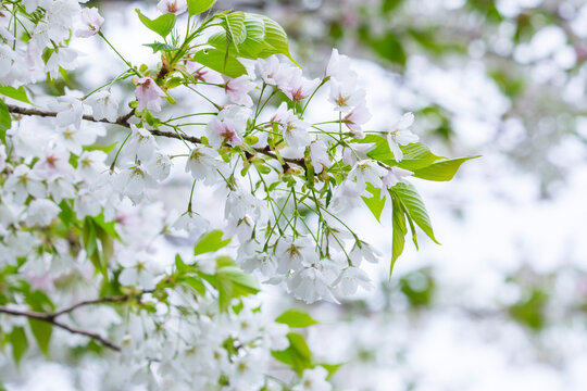 満開を迎えた大島桜の花 オオシマザクラ