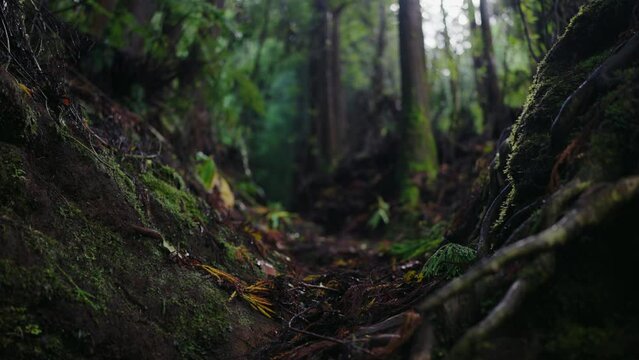 Closeup on tree roots and branches in moss on ground in tropical forest with wet climate. Rainforest landscape with green plants and trees. Nature background