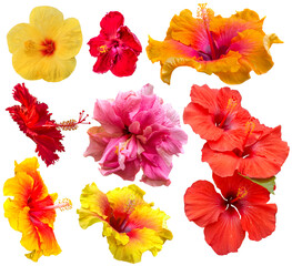 Collage de fleurs d’hibiscus 