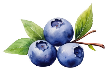 PNG  Blueberry fruit plant food - obrazy, fototapety, plakaty