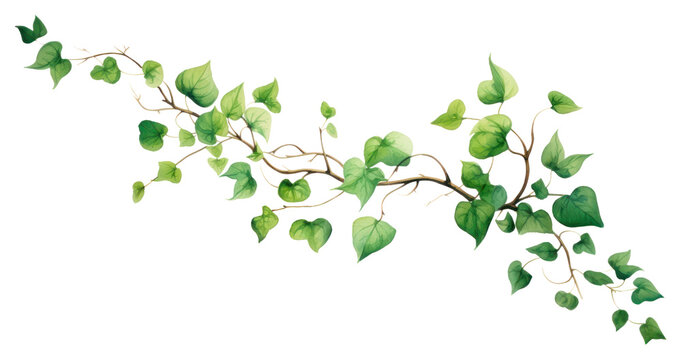PNG Plant leaf vine ivy transparent background