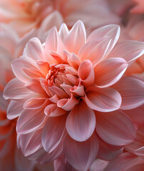 A beautiful pastel pink flower, perfect for nature-themed designs or romantic occasions.