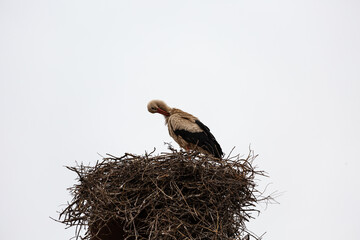 Stork in big nest and empty sky