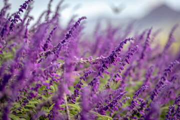 Blossoming lavender fields in rural Queensland, Australia