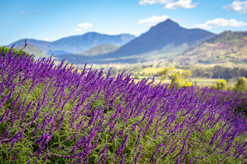 Naklejka premium Blossoming lavender fields in rural Queensland, Australia