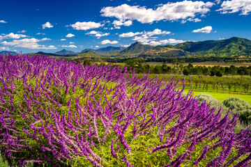 Fototapeta premium Blossoming lavender fields in rural Queensland, Australia
