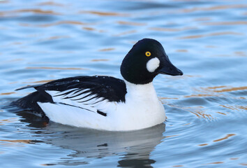 Obraz premium Goldeneye