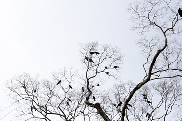 Fototapeta premium Japanese crows on tree in Yasaka shrine, Kyoto city, Japan