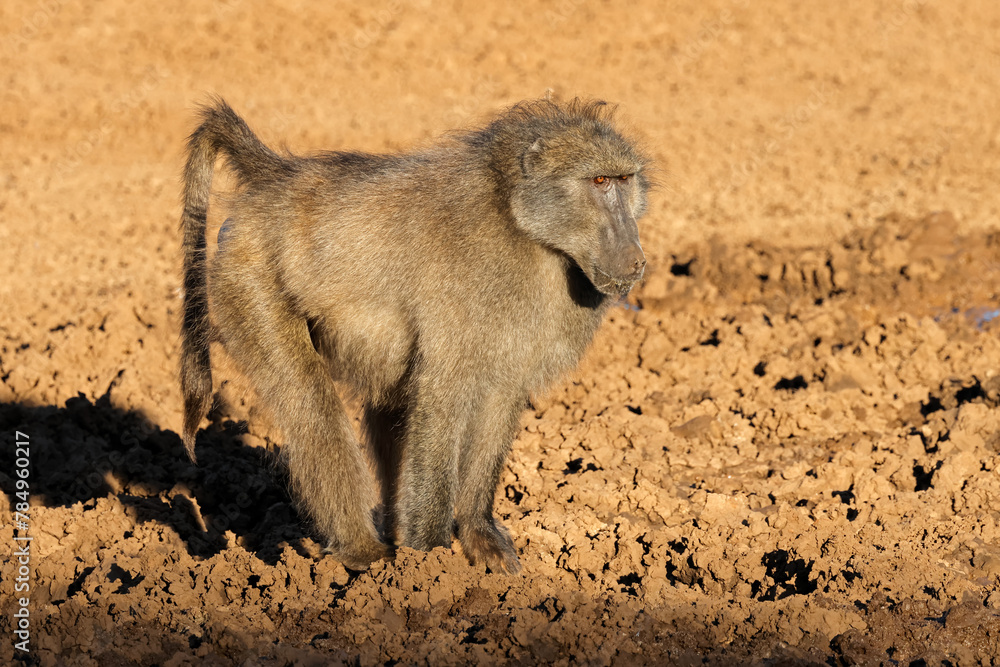 Sticker A male chacma baboon (Papio ursinus) in natural habitat, Mokala National Park, South Africa.