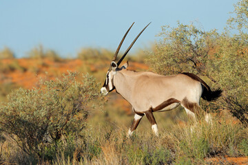 A gemsbok antelopes (Oryx gazella) in natural habitat, Kalahari desert, South Africa. - obrazy, fototapety, plakaty