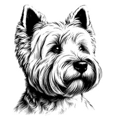 Westie Terrier portrait. Hand Drawn Pen and Ink. Vector Isolated in White. Engraving vintage style illustration for print, tattoo, t-shirt	